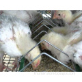 Probiotics for Poultry